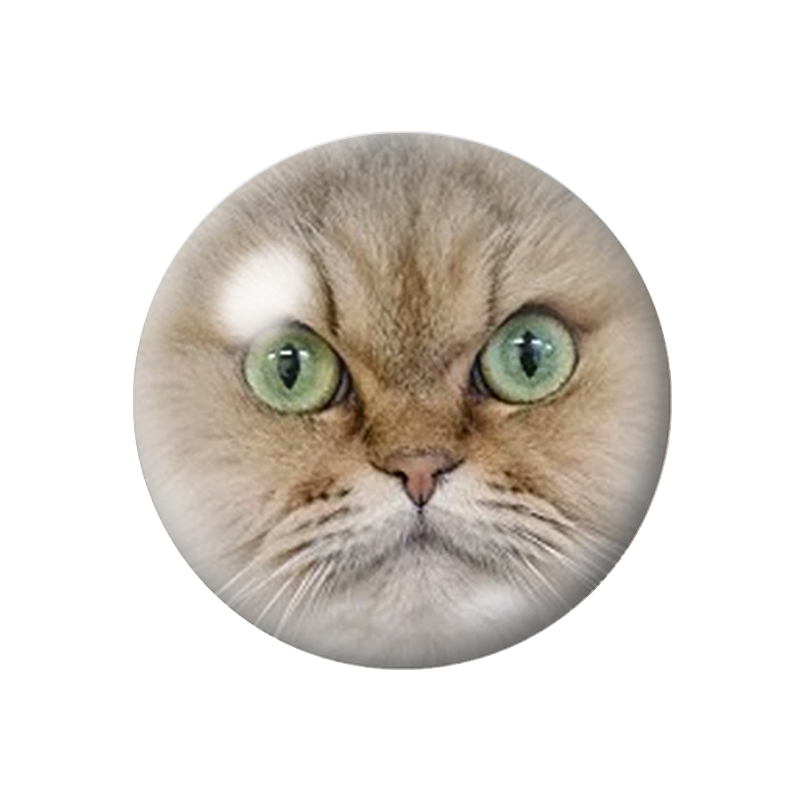 Cabochon en Verre Illustré Tête de Chat 12 à 25mm