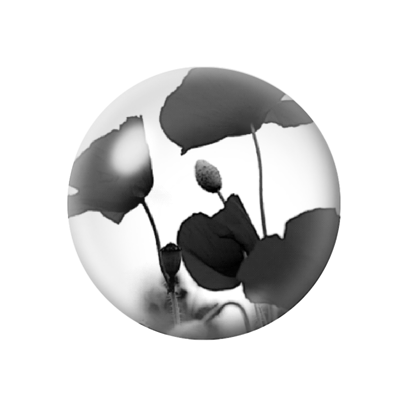 Cabochon en Verre Illustré Fleurs Coquelicots 12 à 25mm