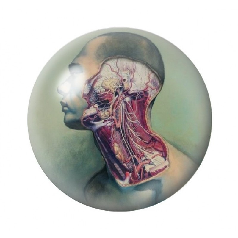 Cabochon en Verre Illustré Corps Humain Gothique 12 à 25mm