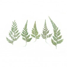 1 Sachet de Feuillage Feuilles Naturelles Séchées 5-10cm  pour la Création de Bijoux Fantaisie - DIY