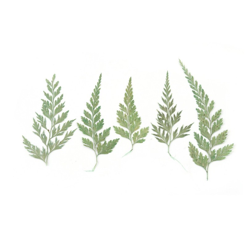 1 Sachet de Feuillage Naturel Séché 5 à 10cm