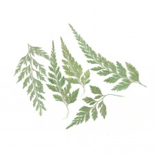 1 Sachet de Feuillage Naturel Séché 5 à 10cm