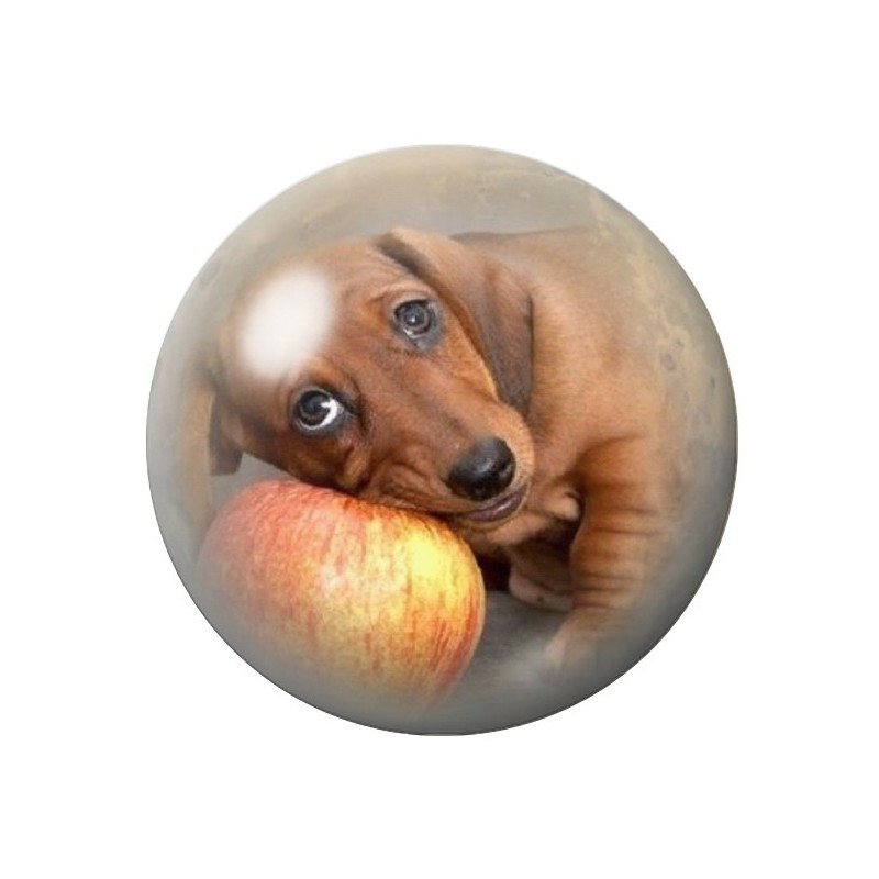 Cabochon en Verre Illustré Chien Basset 12 à 25mm