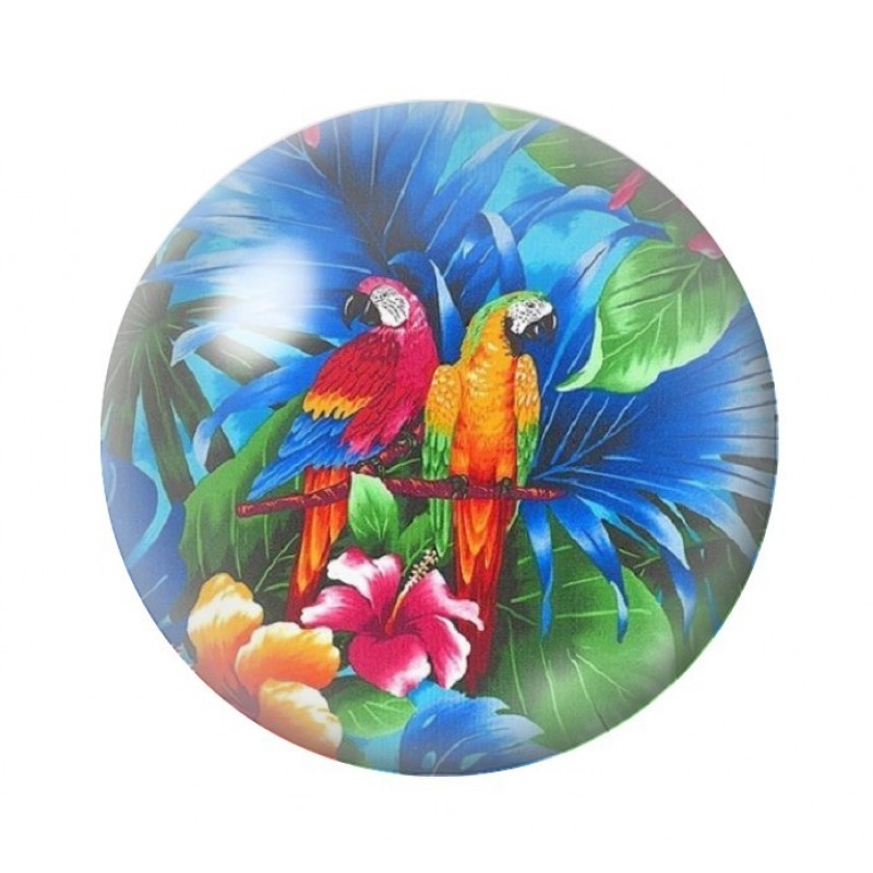  Cabochon en Verre Illustré Exotique Perroquets 12 à 25mm