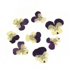 Sachet de 12 Fleurs Séchées Pensées 2-3cm pour Globe pour la Création de Bijoux Fantaisie - DIY