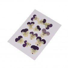 12 Pensées Séchées Violettes et Crème 2 à 3cm