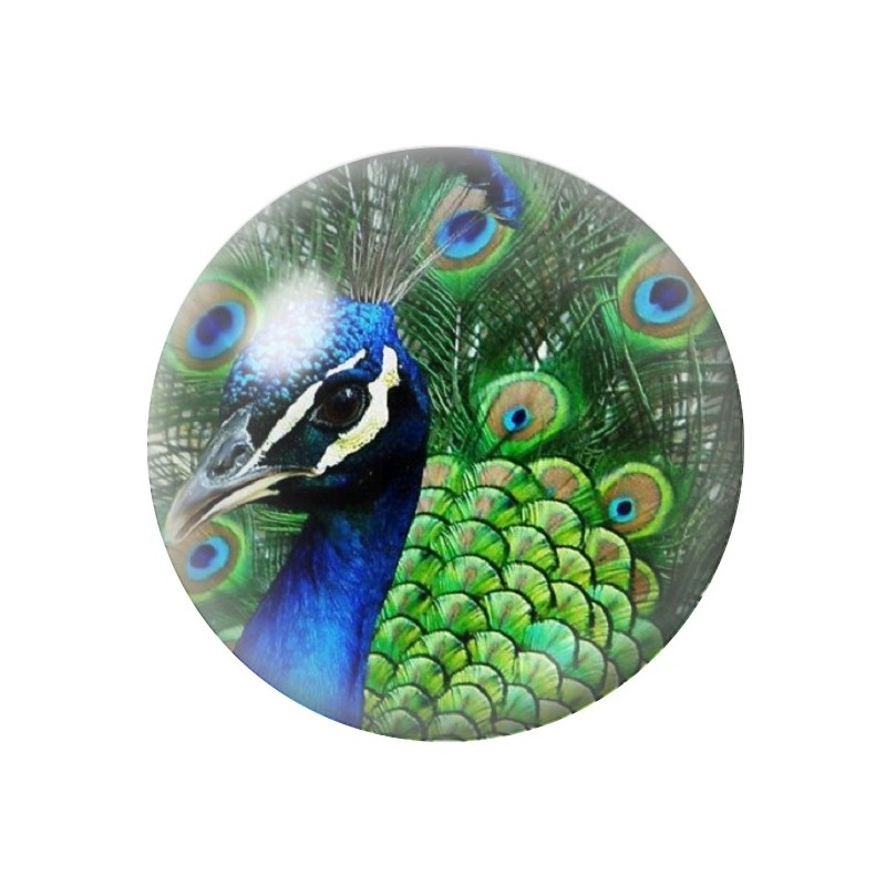 Cabochon en Verre Illustré Paon 12 à 25mm