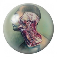 Cabochon en Verre Illustré Profil Anatomique de la Tête 12 à 25mm pour la Création de Bijoux Fantaisie - DIY