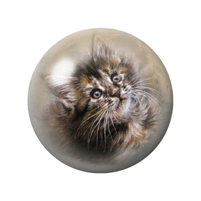 Cabochon en Verre Illustré Chaton Tigré au Pelage Ébouriffé 12 à 25mm