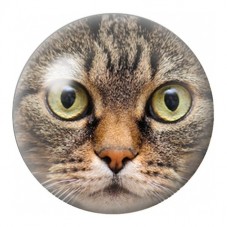 Cabochon en Verre Illustré Chat Tigré aux Grands Yeux Dorés 12 à 25mm pour la Création de Bijoux Fantaisie - DIY