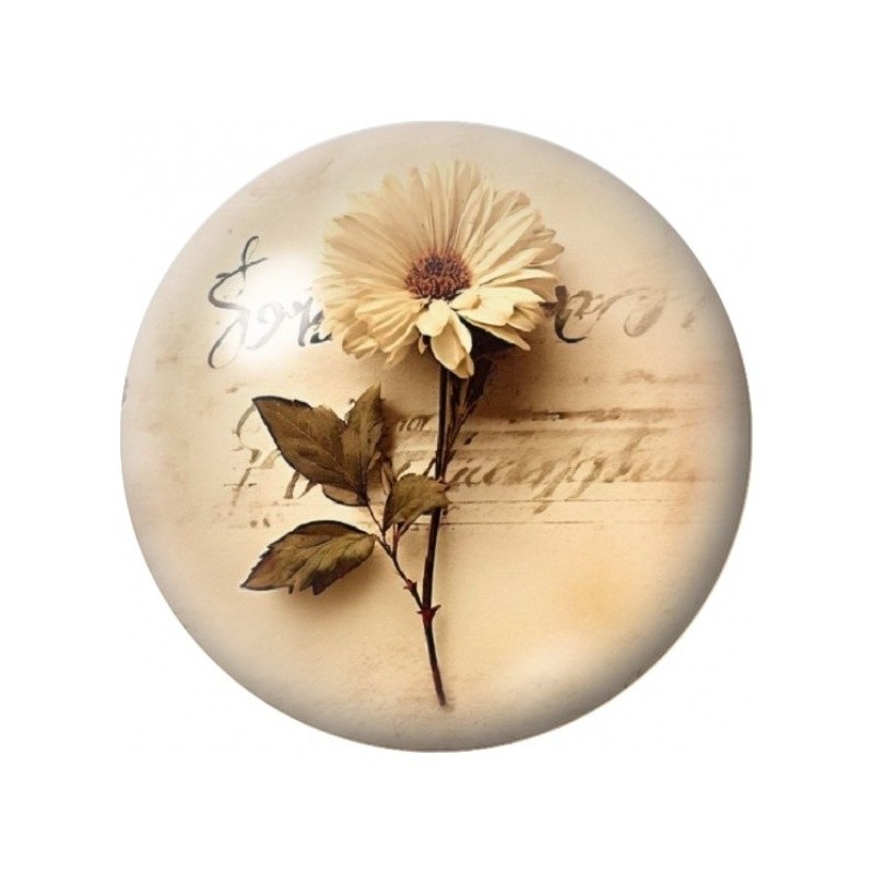 Cabochon en Verre Illustré Marguerite sur Écriture Vintage 12 à 25mm