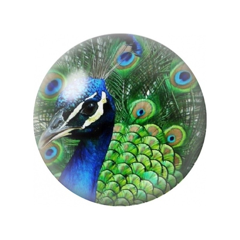 Cabochon en Verre Illustré Portrait de Paon Vert 12 à 25mm