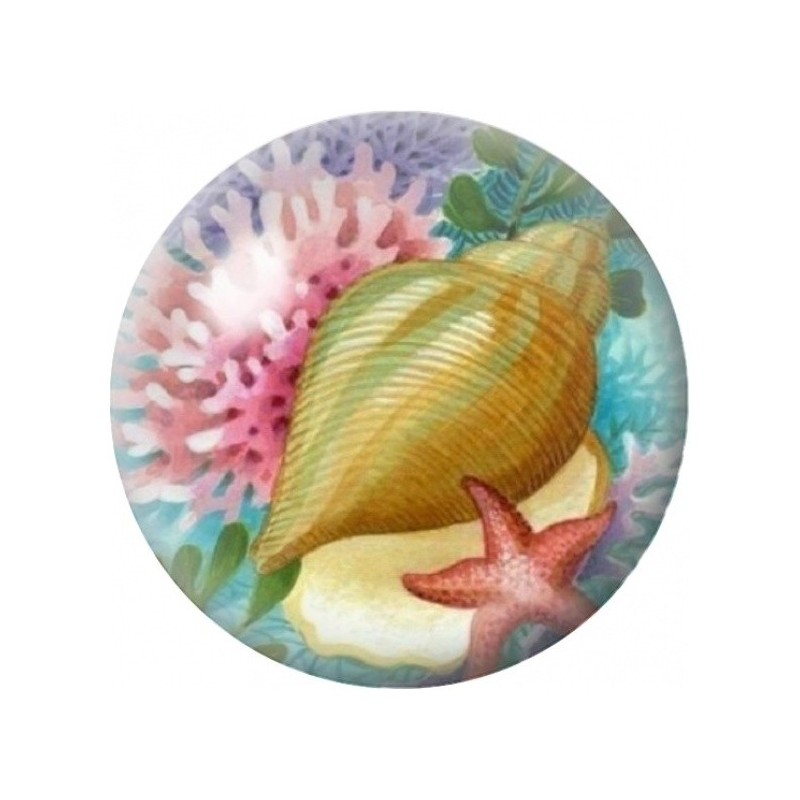 Cabochon en Verre Illustré Grand Coquillage et Étoile de Mer 12 à 25mm