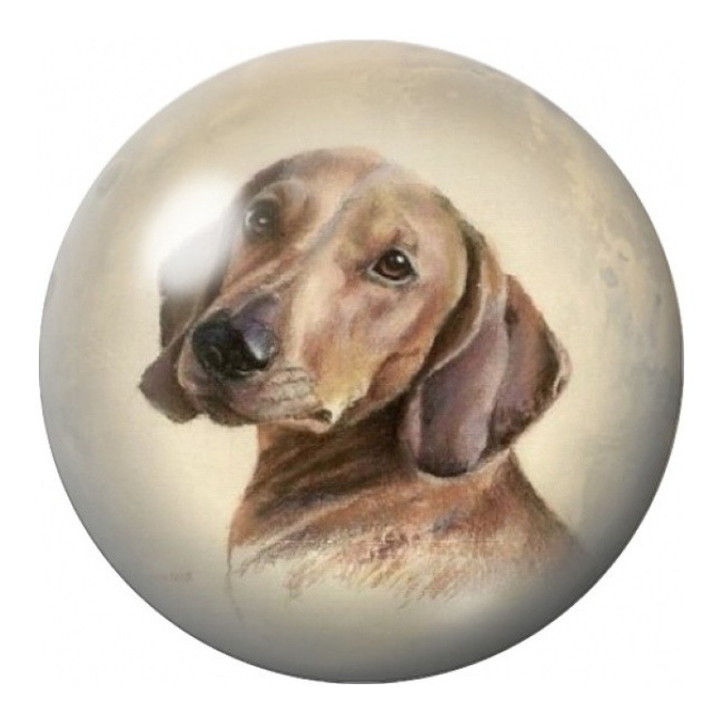 Cabochon en Verre Illustré Braque au Regard Doux 12 à 25mm