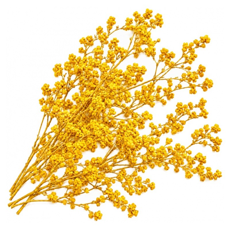 Sachet de Fleurs Séchées Jaunes pour Globe ou Fiole