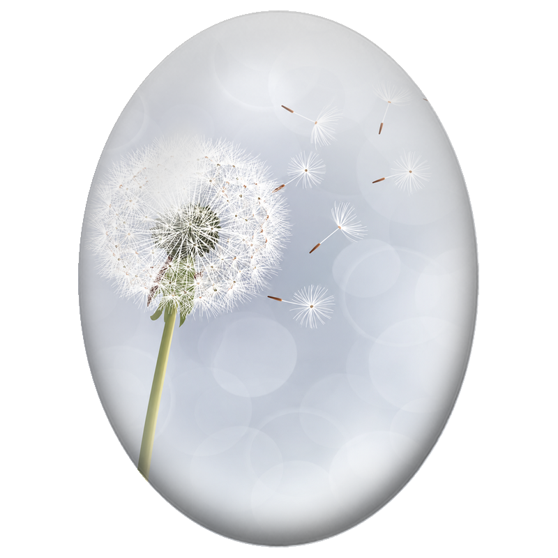 Cabochon en Verre Illustré Pissenlit Blanc dans la Lumière 13x18, 18x25 ou 30x40mm