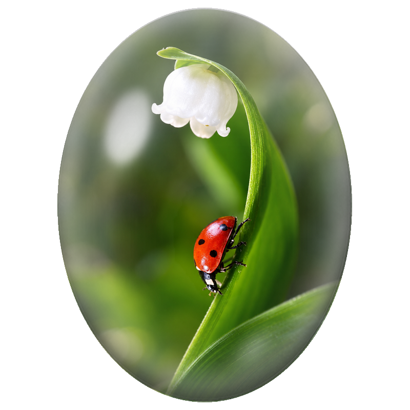 Cabochon en Verre Illustré Muguet et Coccinelle 13x18, 18x25 ou 30x40mm