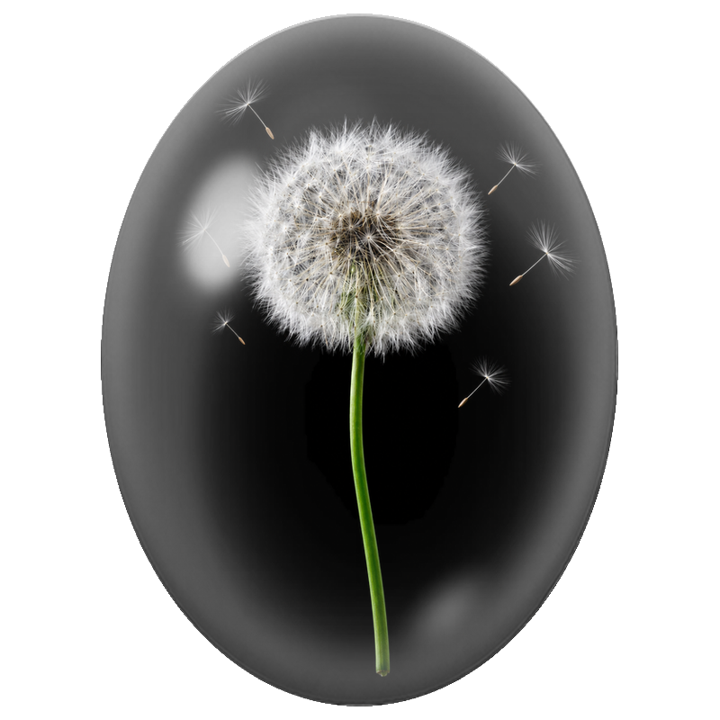 Cabochon en Verre Illustré Pissenlit Blanc sur Fond Noir 13x18, 18x25 ou 30x40mm