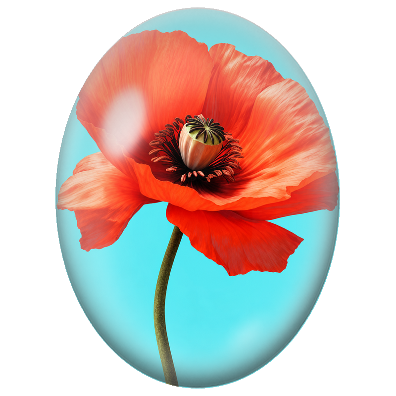 Cabochon en Verre Illustré Coquelicot Rouge sur Fond Turquoise 13x18, 18x25 ou 30x40mm