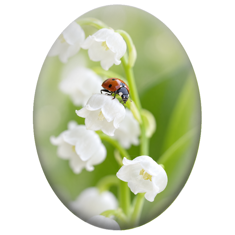 Cabochon en Verre Illustré Coccinelle sur un Brin de Muguet 13x18, 18x25 ou 30x40mm