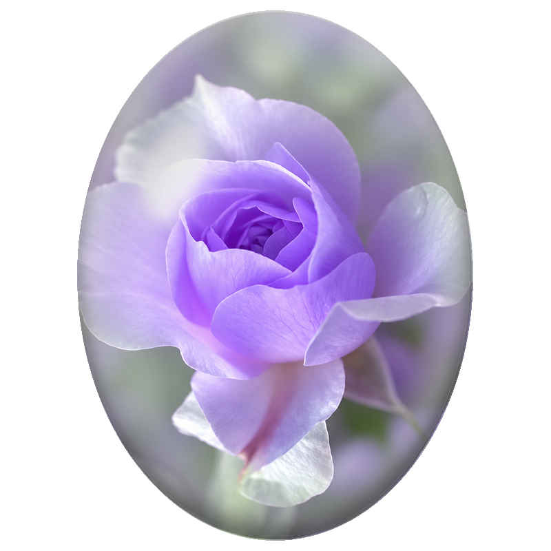 Cabochon en Verre Illustré Rose Lavande en Gros Plan 13x18, 18x25 ou 30x40mm