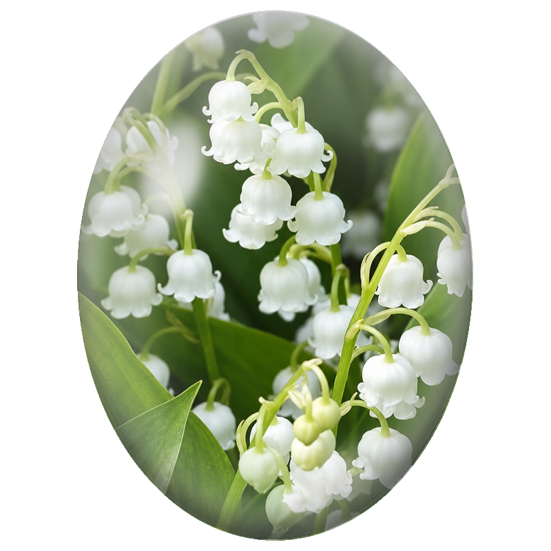 Cabochon en Verre Illustré Brins de Muguet en Gros Plan 13x18, 18x25 ou 30x40mm