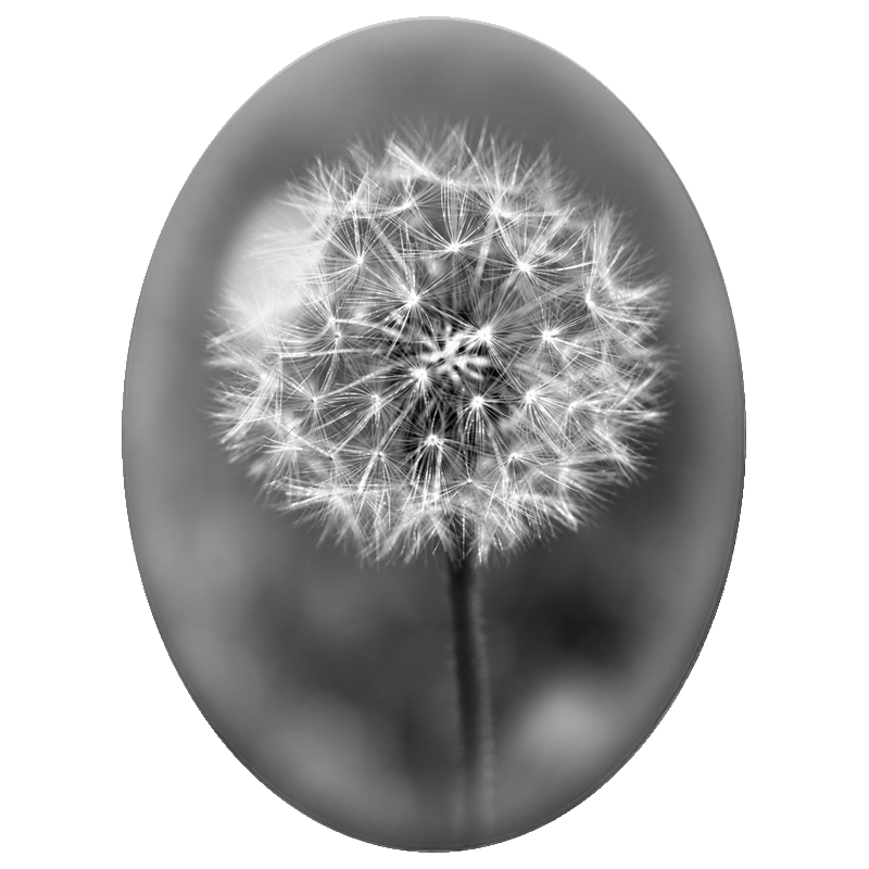 Cabochon en Verre Illustré Pissenlit en Noir et Blanc 13x18, 18x25 ou 30x40mm