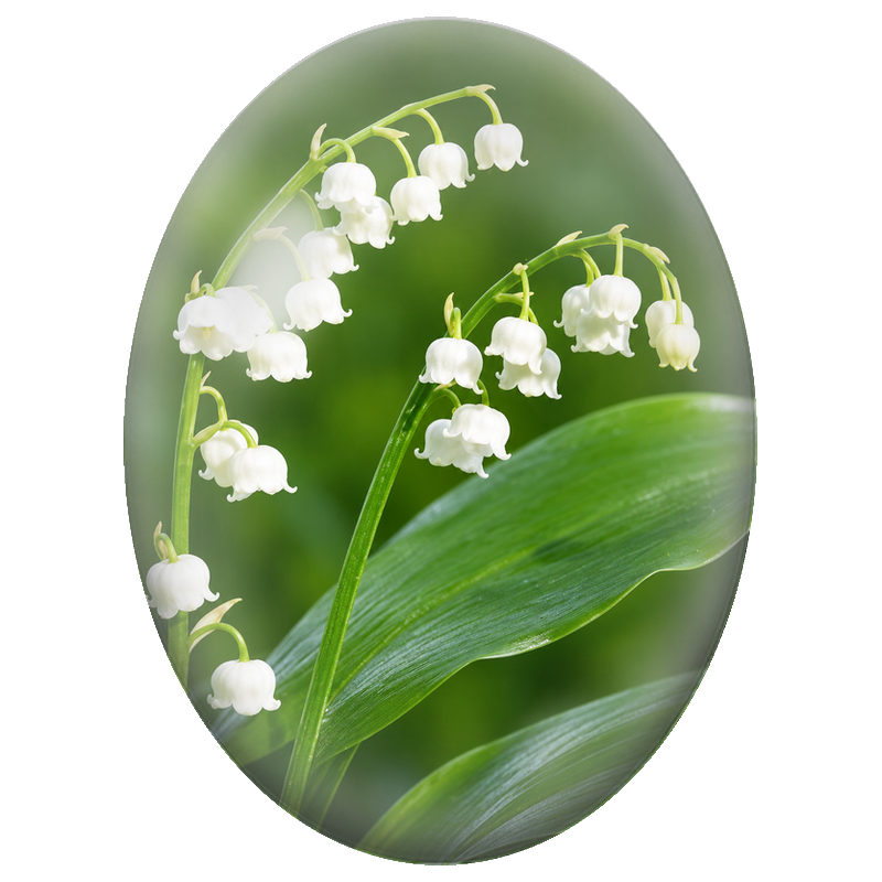 Cabochon en Verre Illustré Muguet Blanc sur Fond Vert 13x18, 18x25 ou 30x40mm