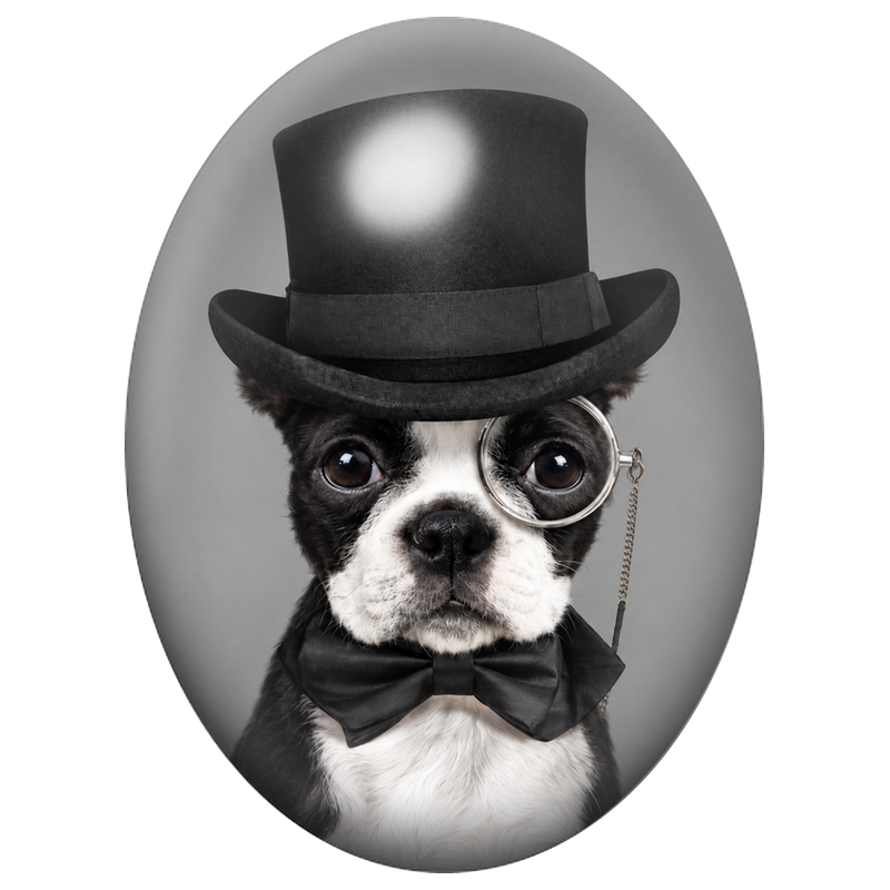Cabochon en Verre Illustré Boston Terrier Gentleman au Monocle 13x18, 18x25 ou 30x40mm