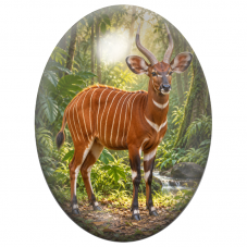 Cabochon en Verre Illustré Bongo dans la Forêt Tropicale 13x18, 18x25 ou 30x40mm pour la Création de Bijoux Fantaisie - DIY