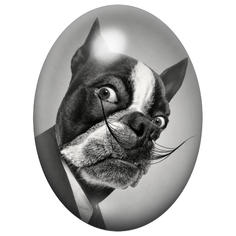 Cabochon en Verre Illustré Boston Terrier Gentleman à la Moustache 13x18, 18x25 ou 30x40mm