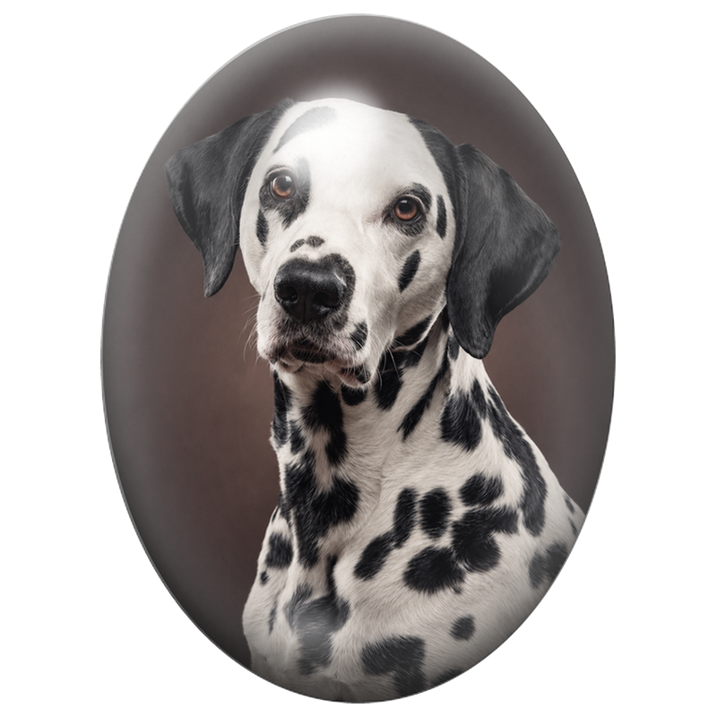 Cabochon en Verre Illustré Dalmatien en Portrait Noir et Blanc 13x18, 18x25 ou 30x40mm