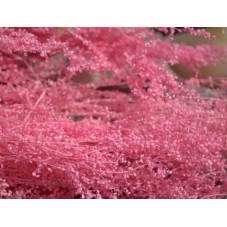 1 Sachet de Fleurs Séchées Rose pour Globe Fiole 