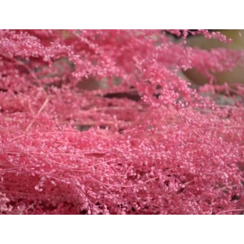 Sachet de Fleurs Séchées Roses pour Globe ou Fiole