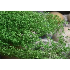 1 Sachet de Fleurs Séchées Vert pour Globe Fiole 